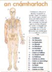 An Cnámharlach  / The Skeleton